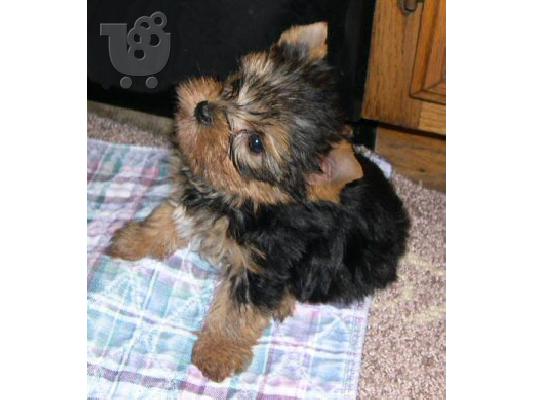 yorkshire Mini puppies 80€